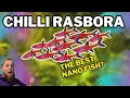 Everything about Chilli Rasbora behavior and compatibility