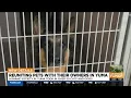 Reunitinig pets with their owners after Tropical Storm Hilary hits Yuma