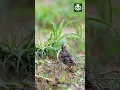 Download Lagu Remaja Pipit Sawah | Anthus rufulus | चरचरी | Pendongeng Alam