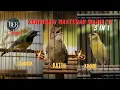 Download Lagu CUCAK CUNGKOK KAPAS TEMBAK KENARI || MASTERAN WAJIB 3 in 1 !!! DIJAMIN CEPAT MASUK #masteranjernih