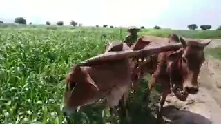 جمال الزراعة وبساطة الإنسان اليمن تهامة ع زلة العطاوية 