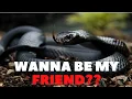 Here s Why Snakes Also Love Their Owners