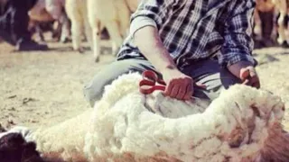 مهاجات الجز الزاز في الجنوب التونسي 