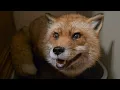 Download Lagu Finnegan fox yells at me, and wants to fight!