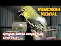 Simulasi lomba untuk mengasah dan menaikan mental sirtu agar memiliki mental juara.