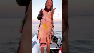 I Speared One Last Big Beautiful Bahamian Hog Before We Head To Panama #shorts