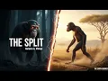 Unlocking Human Evolution The Split When We Separated from Chimpanzees