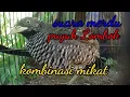 Download Lagu Suara merdu puyuh Lombok kombinasi mikat