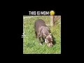 I BOUGHT A PIT-BULL PUPPY FROM CRAIGSLIST EMBARK REVIEW