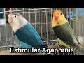 Lagu 100%🐦ESTIMULAR CANTO de AGAPORNIS🐦