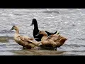 What the duck Surprising Duck Behavior Explained