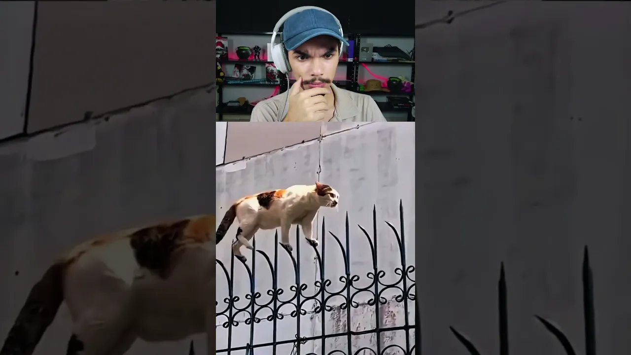 Gatos podem ser ninjas