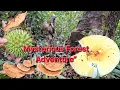 Menjelajah Hutan Misterius: Dari Kayu Ulin Hingga Puncak Rahasia 🌿 | Mysterious Forest Adventure”