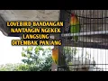 Download Lagu Lovebird BANDANGAN nantang ngekek langsung ditembak panjang