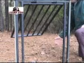 Wild Hog Trapping Disproving Continuous Catch Gates - Feral Pig Control Methods JAGER PRO