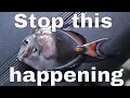 Do you really want an Achilles tang Acanthurus Achilles