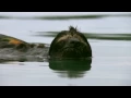 Pygmy three-toed sloth swimming