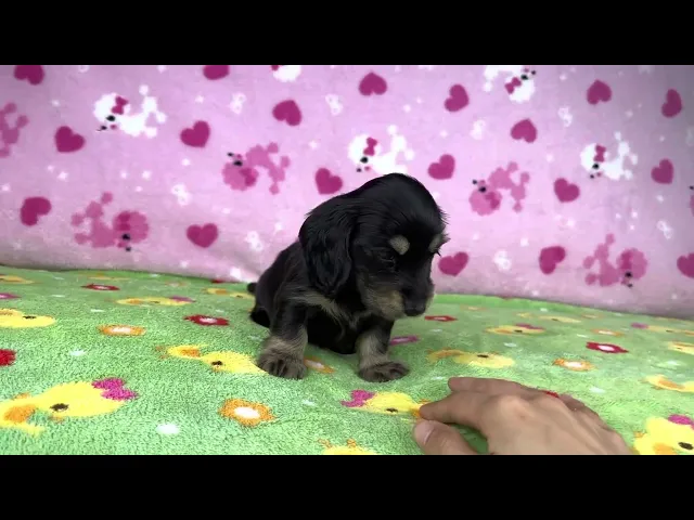 動画