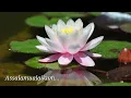 Download Lagu Assalamualaikum, selamat pagi (story wa islami)