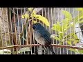 Download Lagu Terapi Burung Selendang Biru Gacor