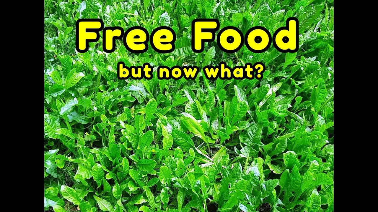 Free Food: Sow Thistle and Dandelions