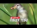 Download Lagu SUARA PIKAT BURUNG CIBLEK TEBU/SAWAH..