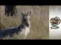 Download Lagu Dealing with Millions of Starving Kangaroos (2003)