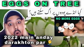 Can eggs grow on tree plants eggs grow on trees reality