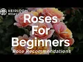 Roses for Beginners Rose Recommendations