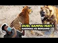 Download Lagu Duel Maut Harimau siberia vs Beruang, Siapa yang Menang