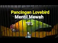 Download Lagu Pancingan Lovebird Mentil Gigit Jeruji