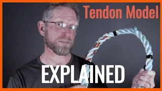 Tendon Talk - The different phases of tendinitis (tendonitis) using a model.