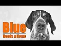 This Easy GSP Was Found Dumped Now Blue Needs a Home
