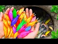 Download Lagu Amazing Catch Beautiful Ornamental Fish in Garden, Baby Turtle, Metal Guppy, Pencil Fish, Eel, Carp