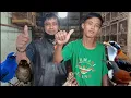 Download Lagu SURVEY HARGA BURUNG CINGCOANG BINTANG \u0026 COKLAT, JONGKANGAN, KOPI KALONG, CUCAK KOPI, DLL, KIOS \