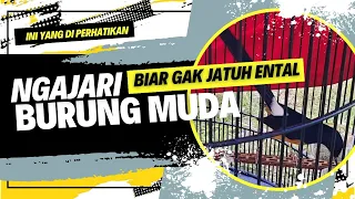 ngajari burung muda biar gak jatuh mental