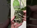 Orchids UPDATE (I Tried Growing it In LECA or Clay Pebbles)
