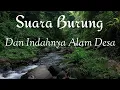 Download Lagu Suara Burung Liar di Pagi Hari Suasana Pedesaan | No Copyright