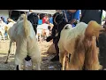 Download Lagu 1.100 !! PE Bakalan Super Harga Murah Meriah !! Pasar Kambing Kerek 