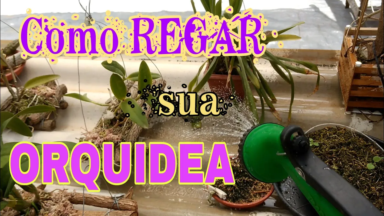COMO REGAR AS ORQUIDEAS MUITAS DICAS PARA VASOS E TRONQUINHOS