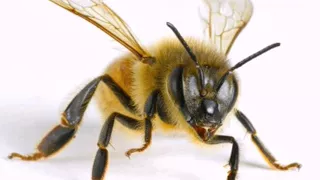 صوت النحلة دوي و طنين La Voix De L Abeille The Voice Of The Bee 