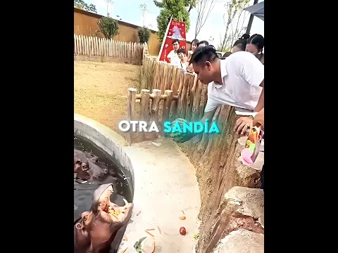 El hipopótamo esperó y el niño volvió con dos 🍉🦛