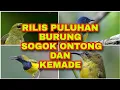 Download Lagu MERILIS PULUHAN BURUNG SOGOK ONTONG DAN KEMADE