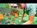 Download Lagu The highland girl caught many frogs on a rainy day and built a cage to raise the frogs for breeding.