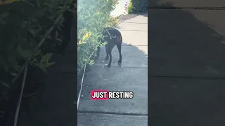 .. #fyp #dream #doberman #pets #YouTube