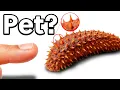 Download Lagu I Have a BIZARRE Sea Creature as a Pet (yes, it’s real!)