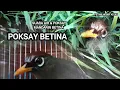 Download Lagu Video Original POKSAY MANDARIN BETINA MANGGIL JANTAN, suara air paling AMPUH buat terapi \u0026 pancingan