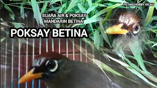 Download Video Original POKSAY MANDARIN BETINA MANGGIL JANTAN, suara air paling AMPUH buat terapi \u0026 pancingan MP3