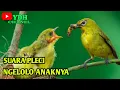 Download Lagu SUARA PLECI NGELOLO ANAKNYA COCOK BUAT PIKAT DIJAMIN AMPUH PASTI DAPAT
