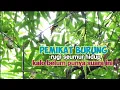 Download Lagu Suara Pikat Burung Kecil Anti Galau😄